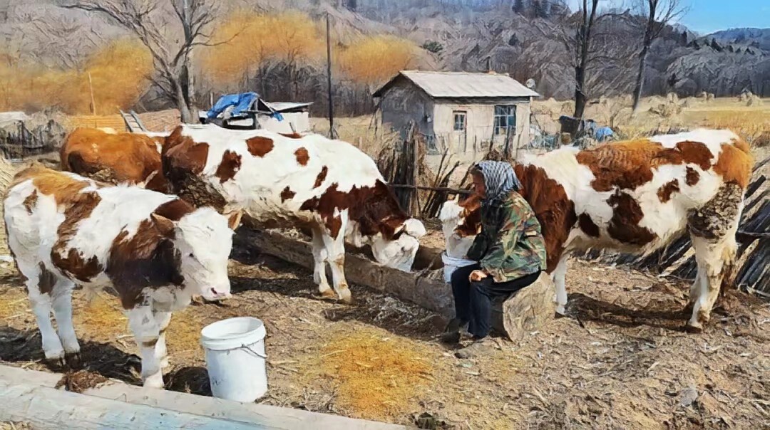 农村致富项目养殖黄牛,农村养殖最好是养母牛和养鸡羊