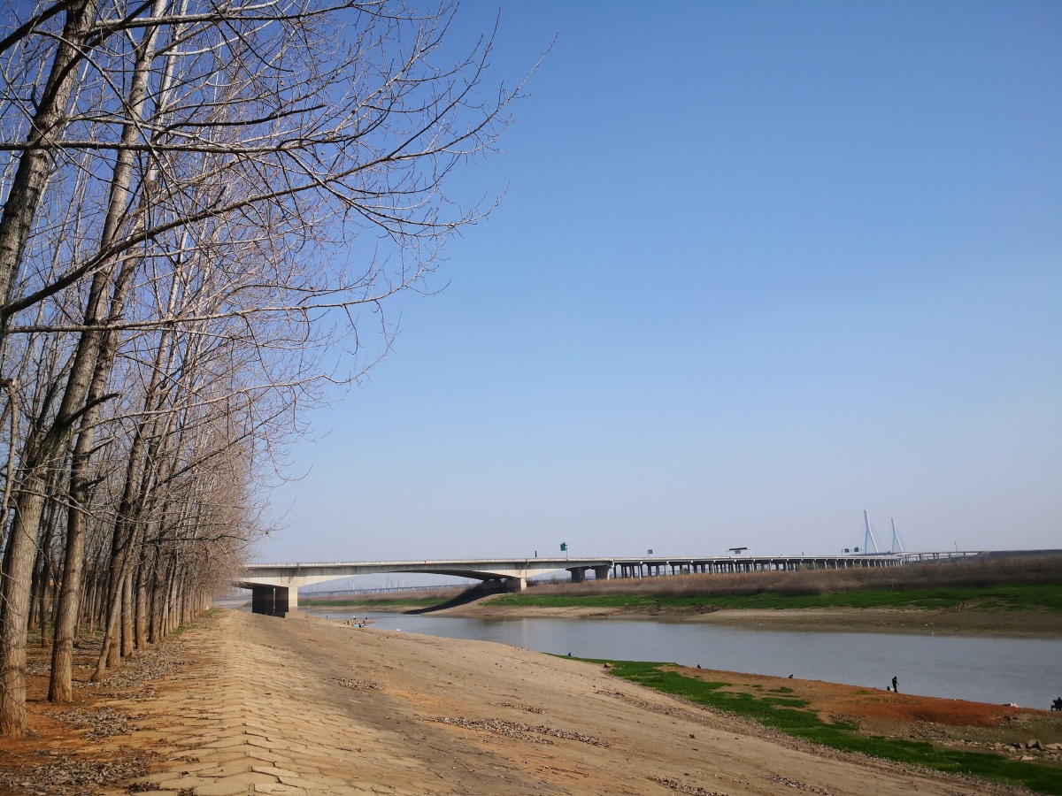 武汉东荆河堤边的树和景