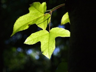 P5180055.jpg