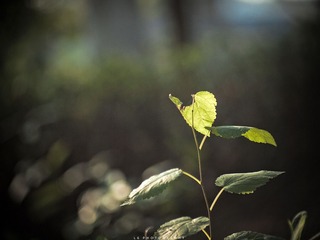 P1010130.jpg