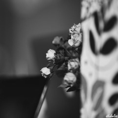 _Q7C5563.jpg