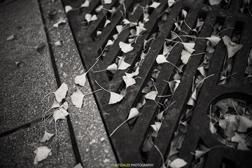 _MG_0264.jpg
