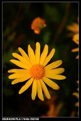 DSC08575.JPG