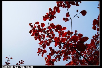 DSC08635.JPG