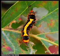 DSC08748.JPG
