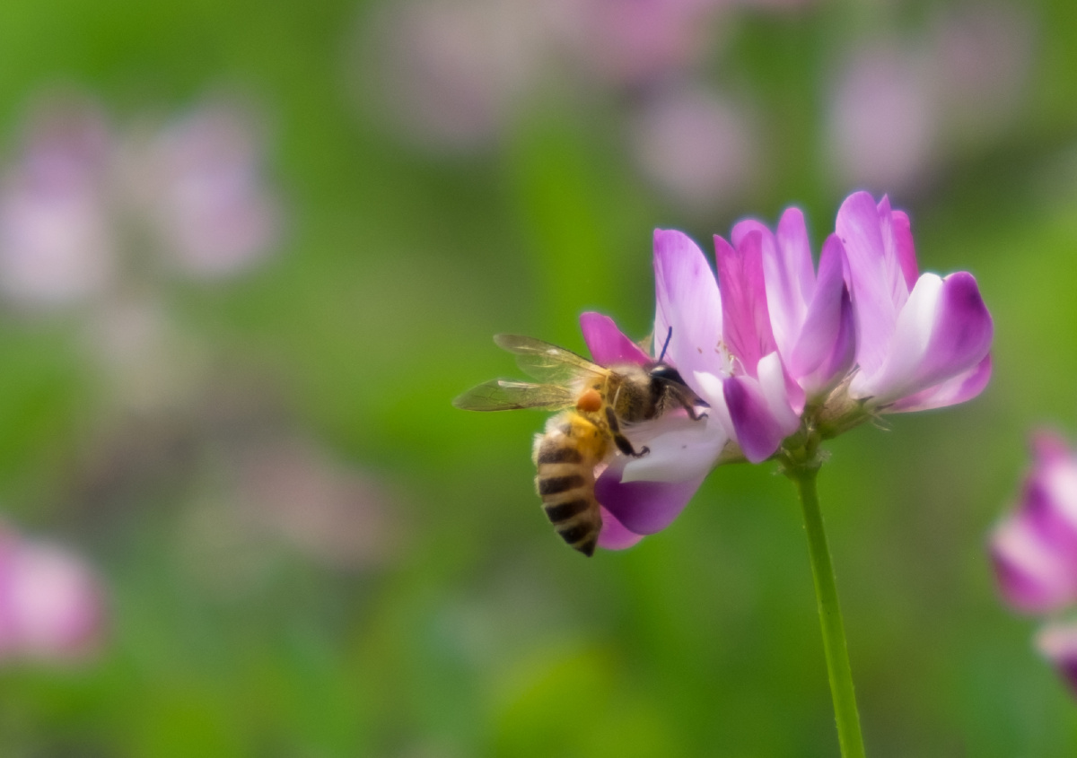 春天勤劳的蜜蜂