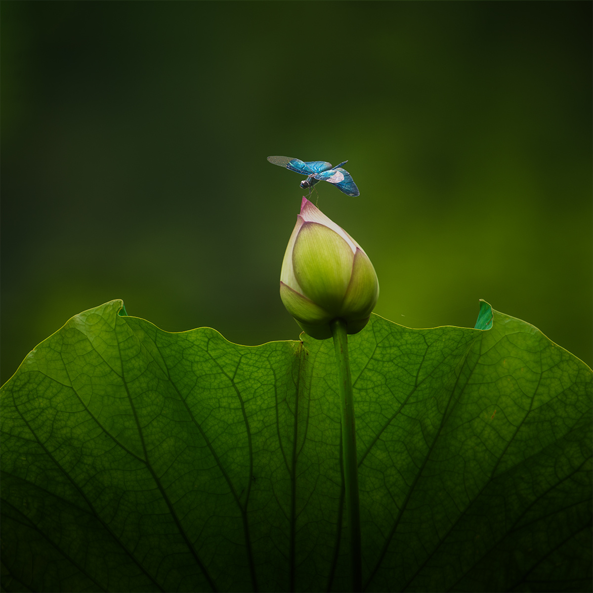 荷塘碧叶深深见点水蜻蜓款款飞