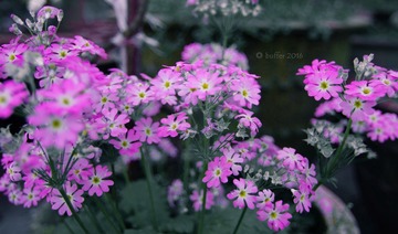 小花