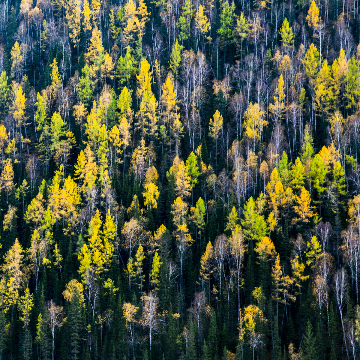 北疆深秋的泰加林如油画一般