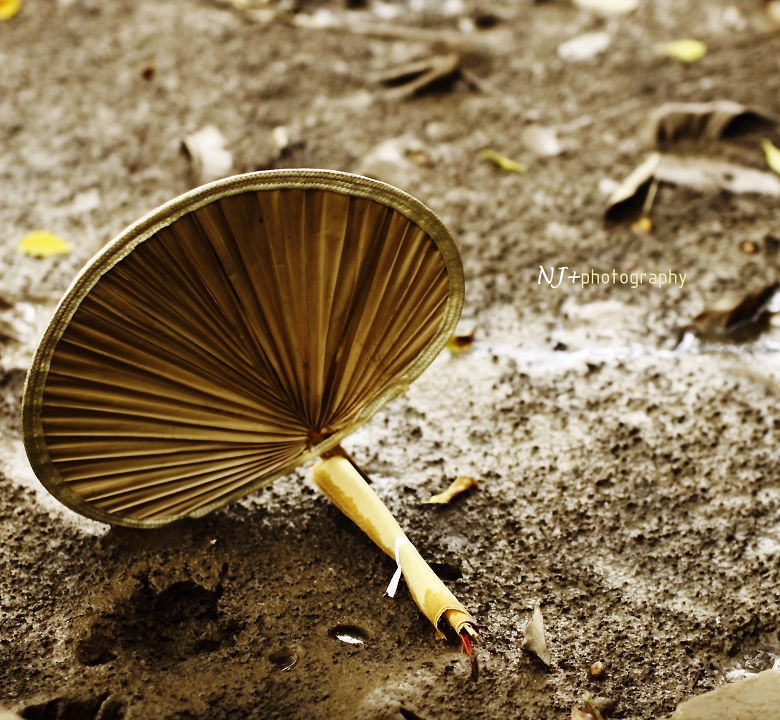 这把折翼的大葵扇静静地躺在河床的淤泥中