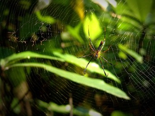 Personal Network