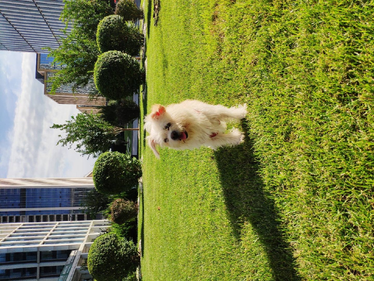 王丫丫的日常生活