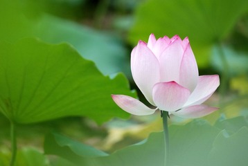 薄荷
