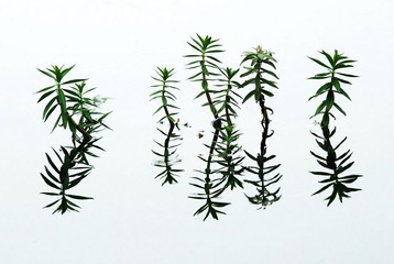 水草