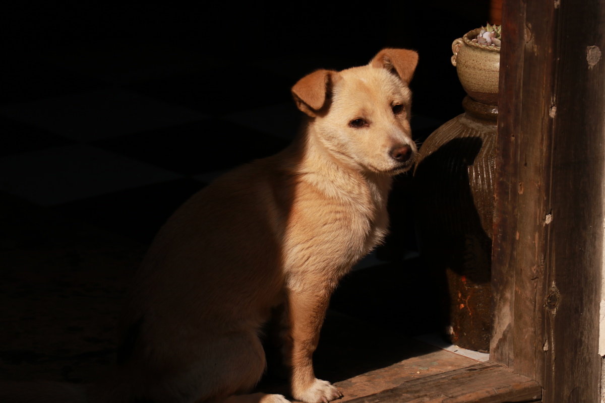 明暗对比中的狗狗