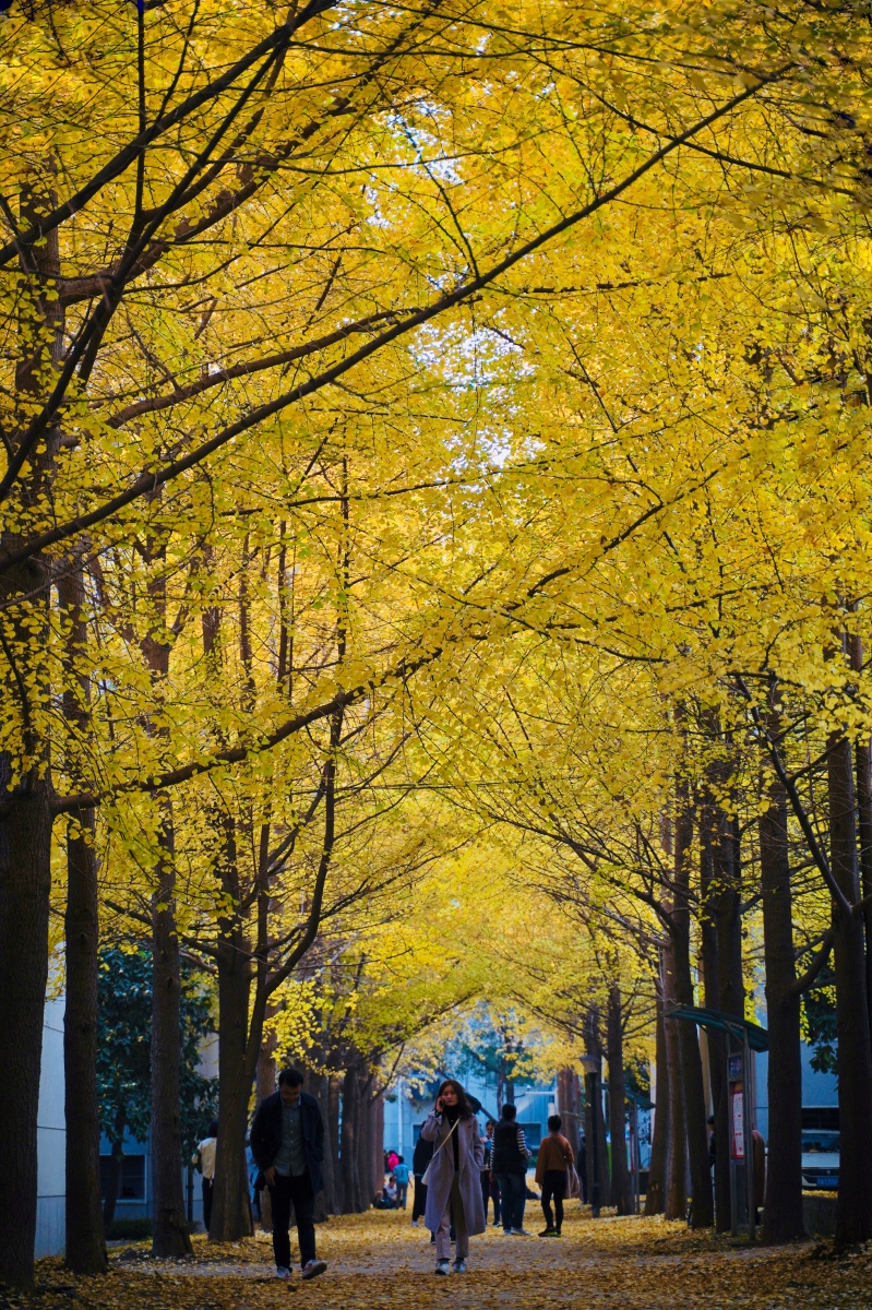 金色武汉拍摄地华科