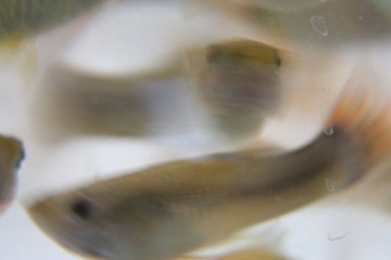 游
