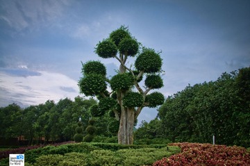 树