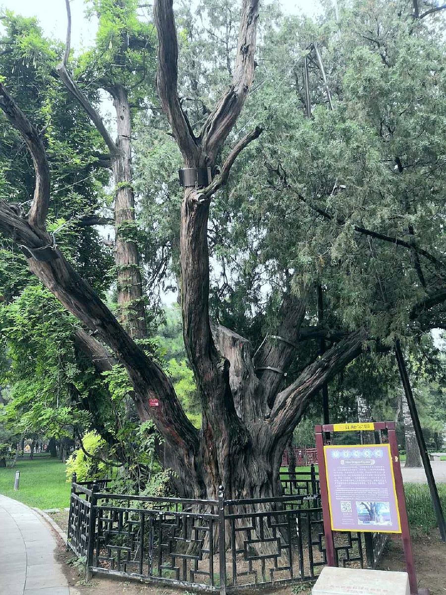 千年九龙柏五代十国时期北京日坛公园