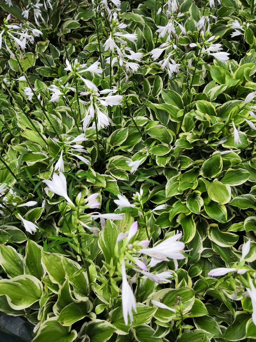 白中带有一点紫玉簪花