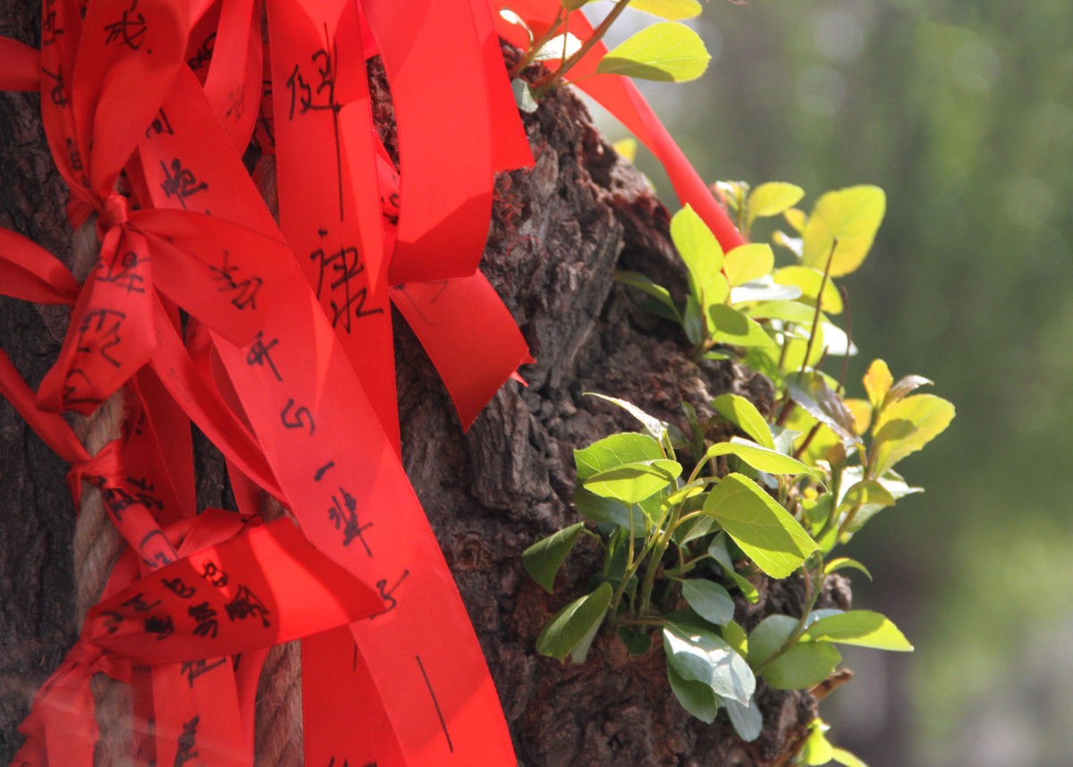 校园内的祈福树