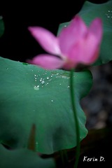 20110605-_MG_0676