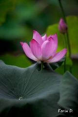 20110605-_MG_0690