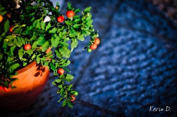 20111112-DSC02081.jpg