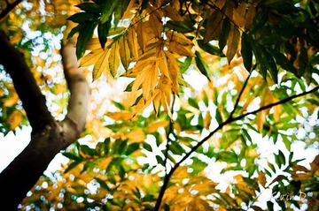 20111112-DSC02109.jpg