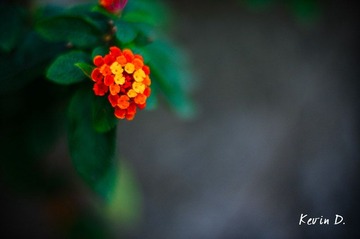 20111112-DSC02090.jpg
