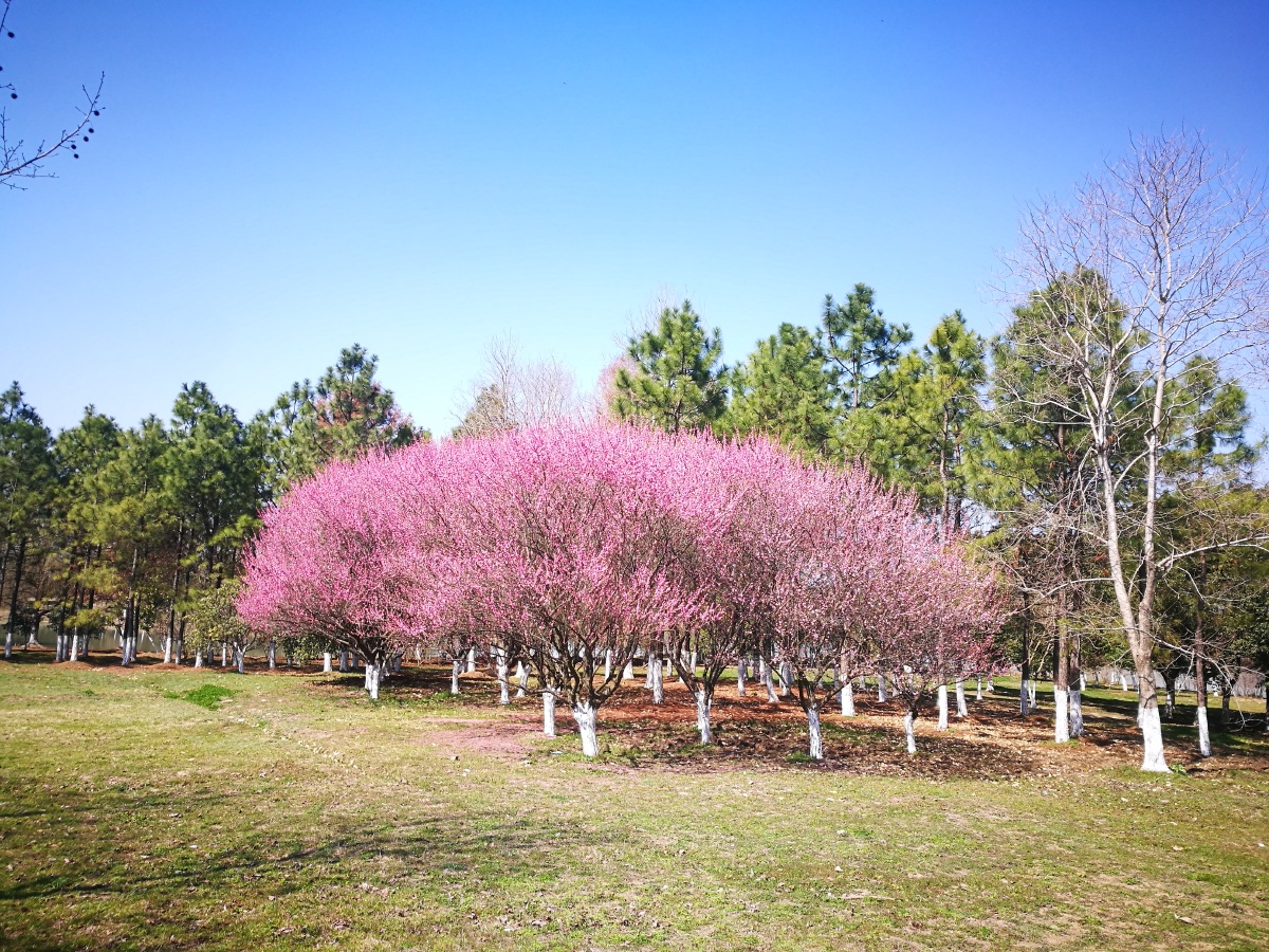 嘉兴中央公园春天