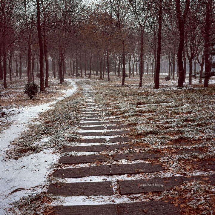 雪后的林间路<br />
[2012-01-20]<br />
Hasselblad 503CW<br />
FUJI RVP<br />
Epson V500<br />
冲洗：Fira image<br />
<br />
[05]