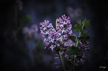 DSC_7636