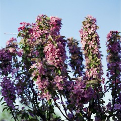 img003.jpg