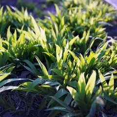 img007.jpg