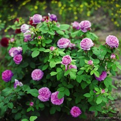 img007.jpg