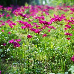 img011.jpg