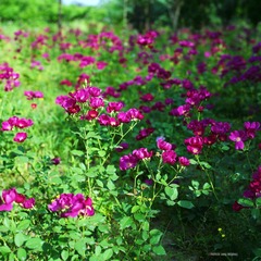 img012.jpg