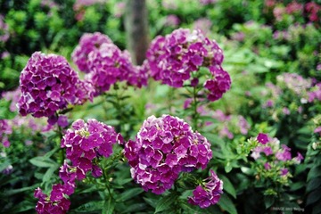 img025.jpg