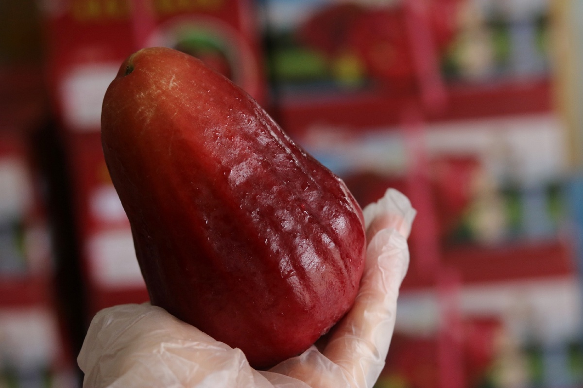 台湾黑糖芭比莲雾