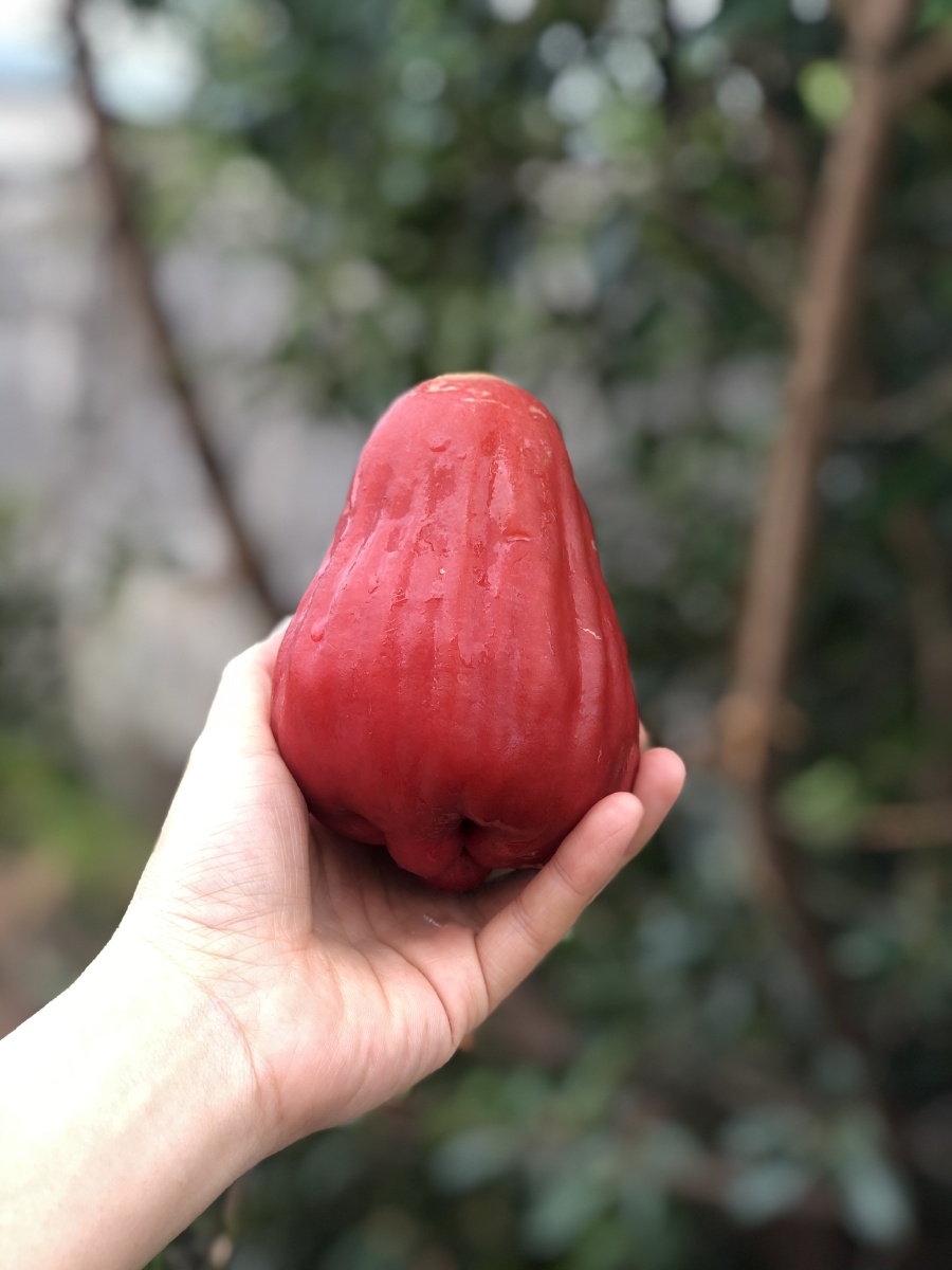 台湾黑糖芭比莲雾