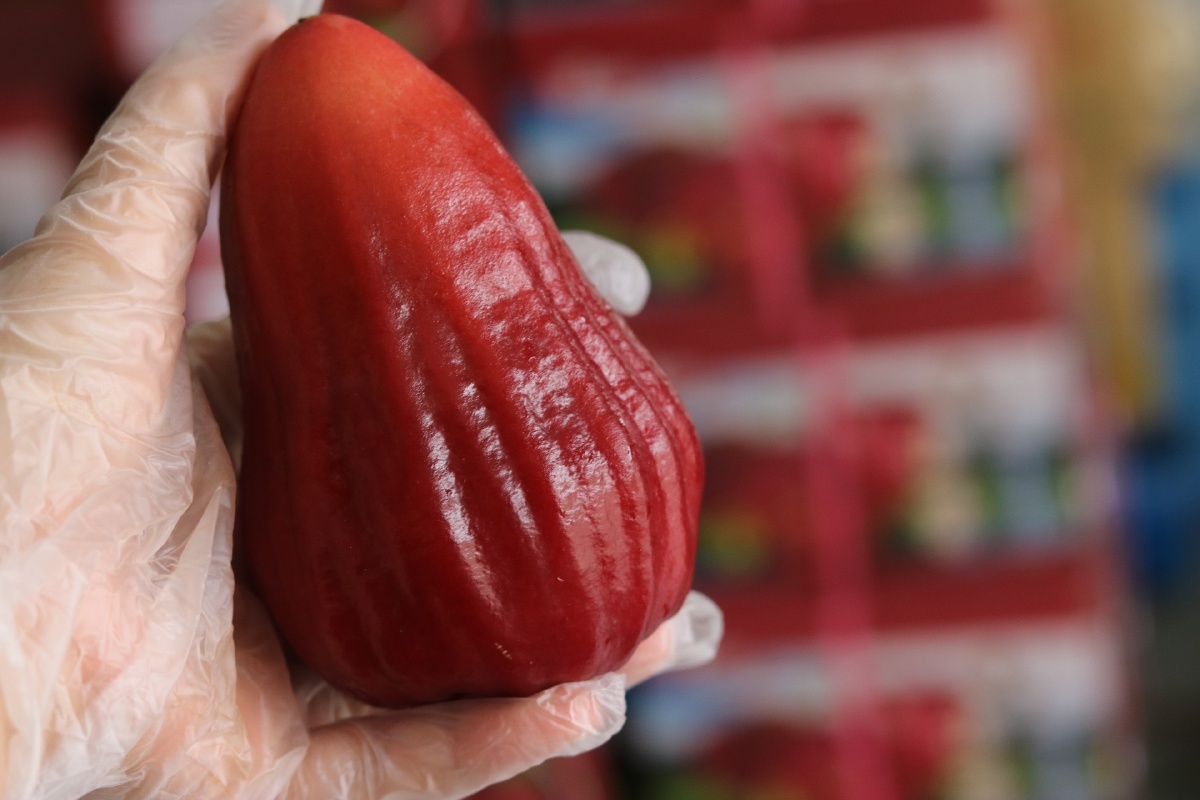 台湾黑糖芭比莲雾