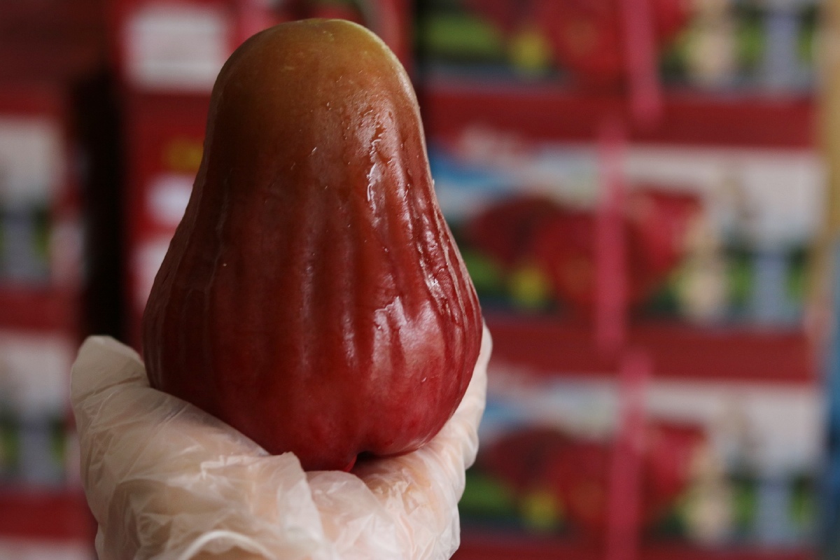 台湾黑糖芭比莲雾