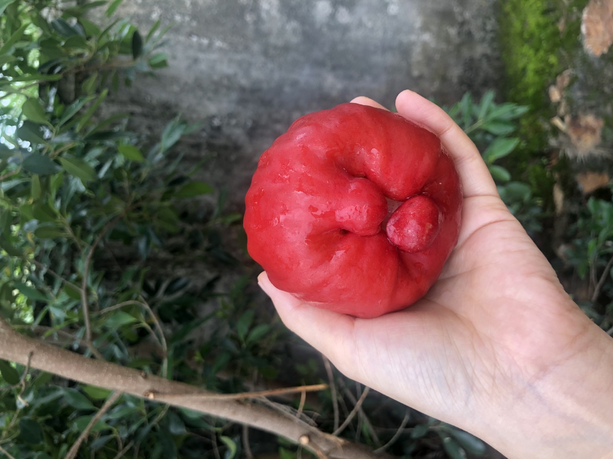 台湾黑糖芭比莲雾