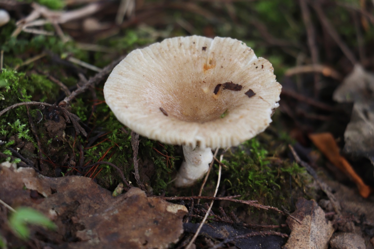 家乡野生的菌类