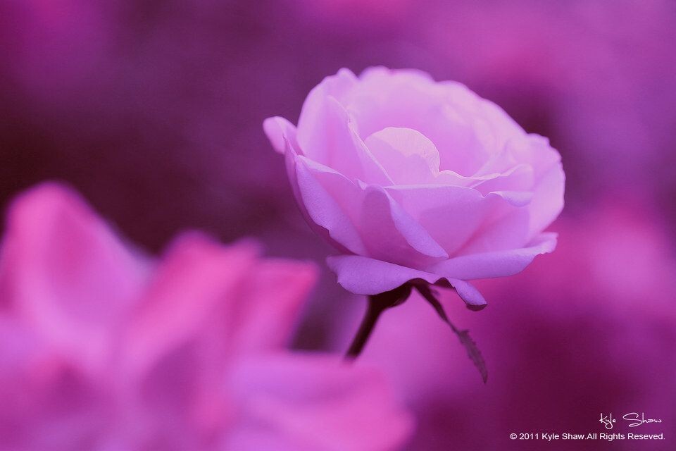 華.拾美.月季07<br />
