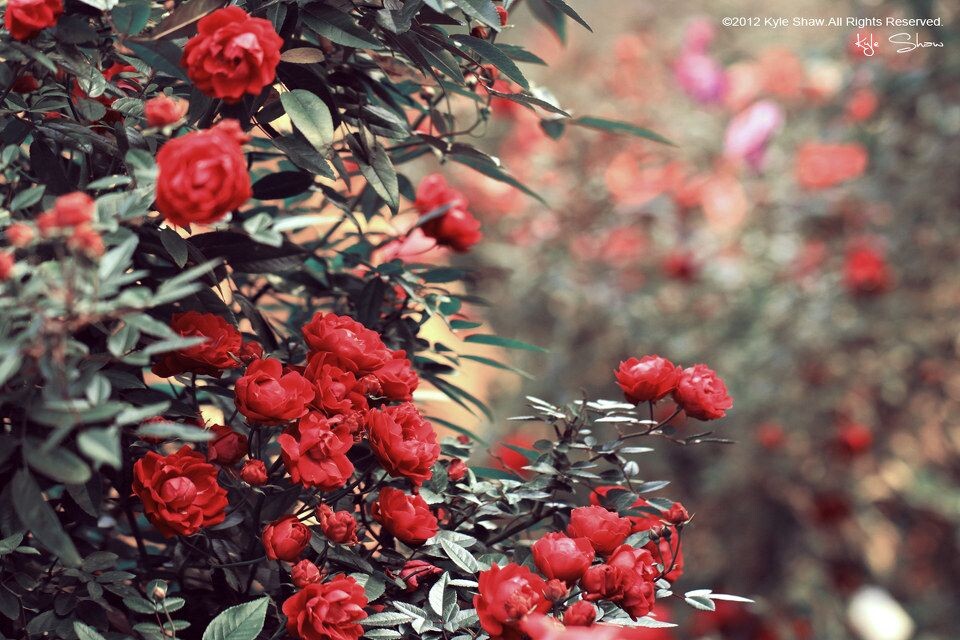 華.拾美.月季05<br />

