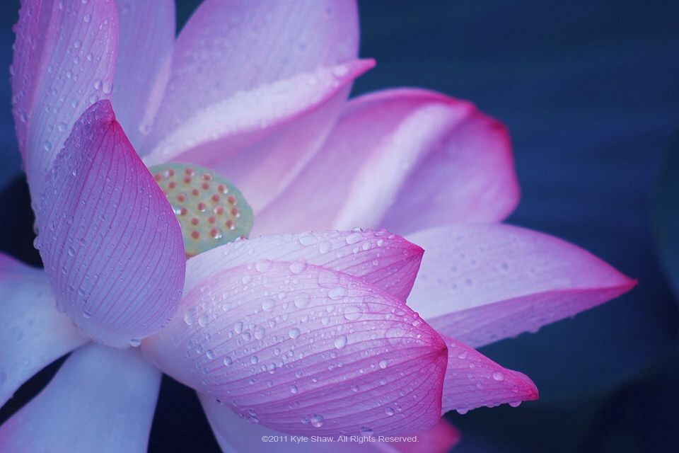 华.拾美.荷花03<br />
