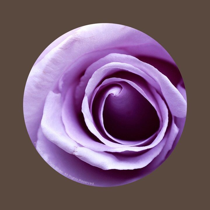 紫<br />
