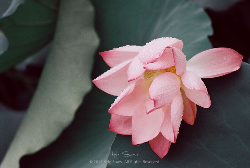 胶着.2013.05.02.不要因为我是娇花而怜惜我！<br />
Nikon F70 with Fuji Film 100.于是想到了石榴姐对唐伯虎说的这句话＝ ＝ b
